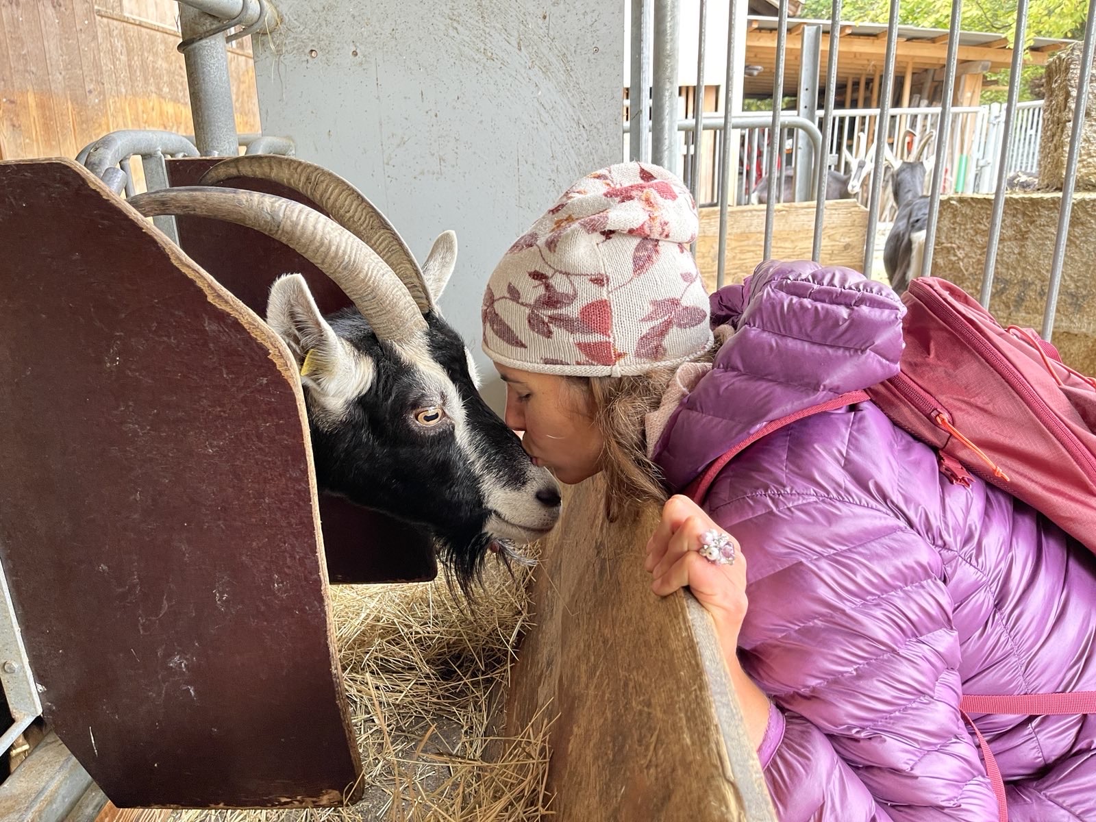 Communication animale avec une chèvre